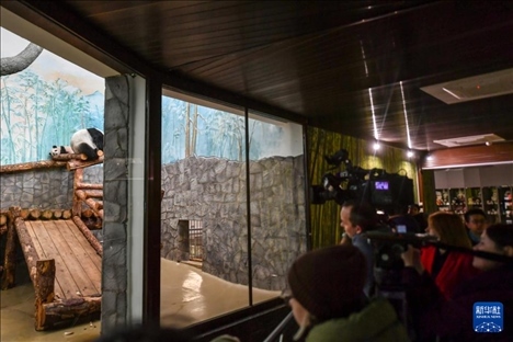 3月8日，人們在俄羅斯莫斯科動物園觀看大熊貓“喀秋莎”（左）和媽媽“丁丁”。新華社記者 曹陽 攝