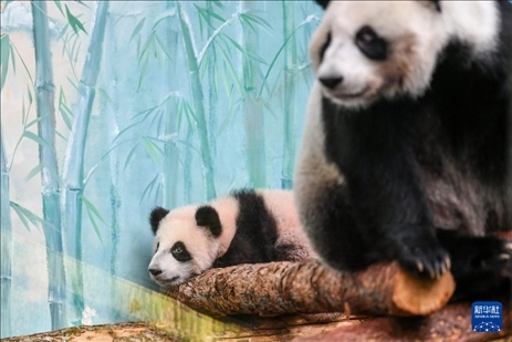 這是3月8日在俄羅斯莫斯科動物園拍攝的大熊貓“喀秋莎”（左）和媽媽“丁丁”。新華社記者 曹陽 攝