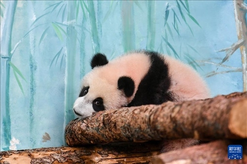 這是3月8日在俄羅斯莫斯科動物園拍攝的大熊貓“喀秋莎”。新華社記者 曹陽 攝