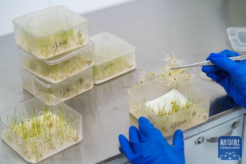 新華全媒+｜“大糧倉”黑龍江春耕備耕火熱進(jìn)行