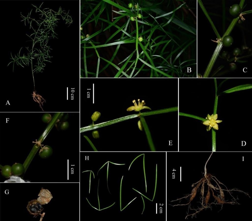 圖為大別山天門冬的形態(tài)特征。（中國(guó)科學(xué)院武漢植物園供圖）