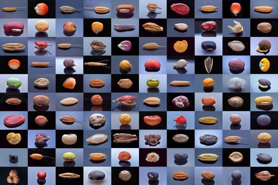 微距鏡頭下，湖南省農(nóng)作物種質(zhì)資源庫的種子千姿百態(tài)（100個種子拼版照片）。