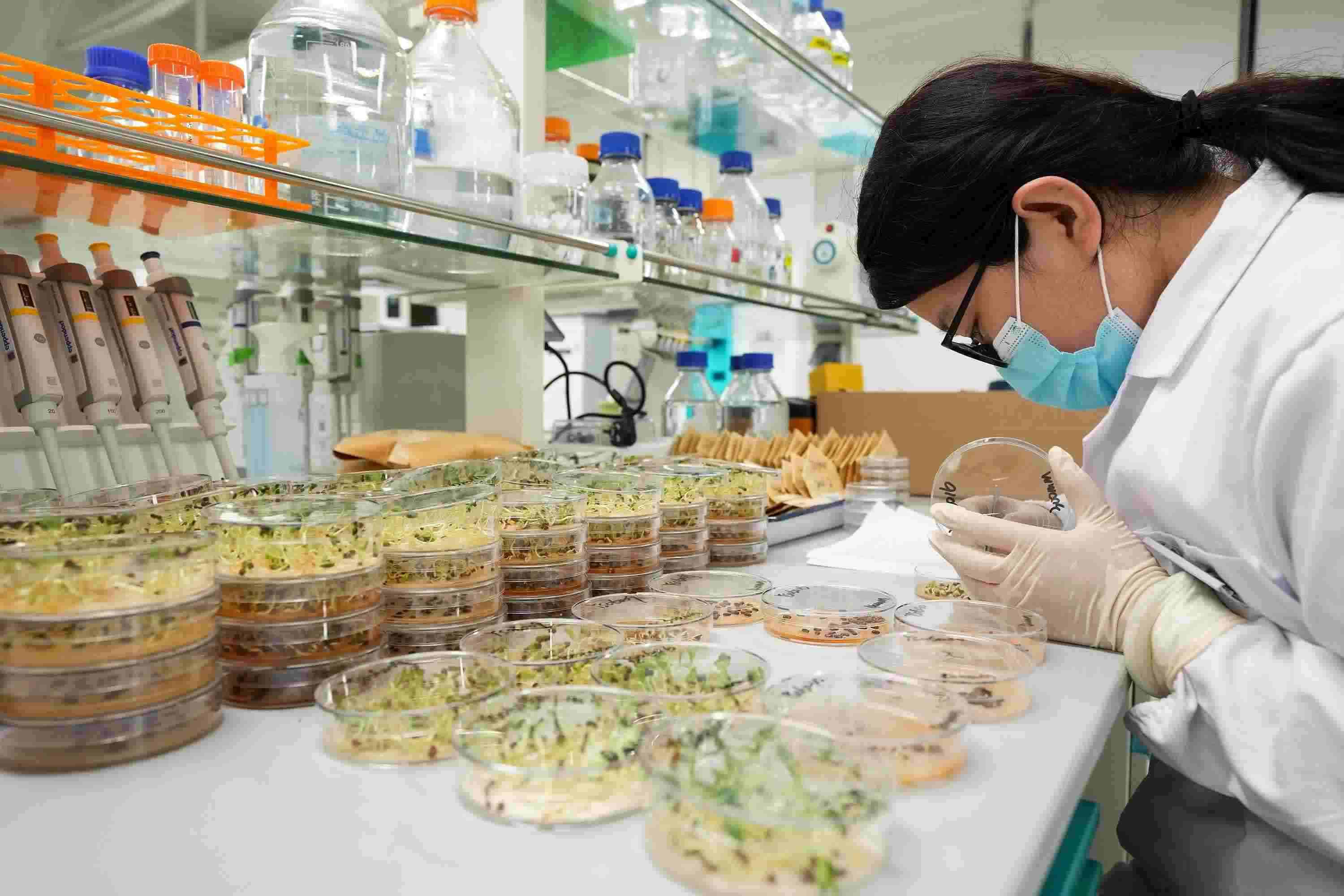 △ 海南三亞崖州灣科技城的崖州灣種子實驗室，科研人員正在觀察種子樣本。