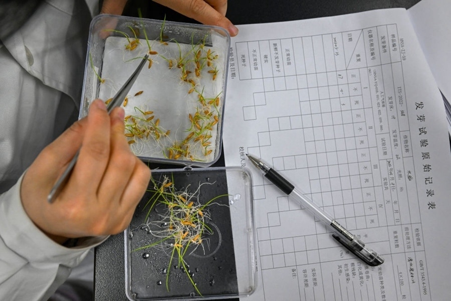 2022年3月23日，在湖南省農(nóng)作物種質(zhì)資源庫實驗室，檢測員對保存的水稻種子進行發(fā)芽試驗檢測。