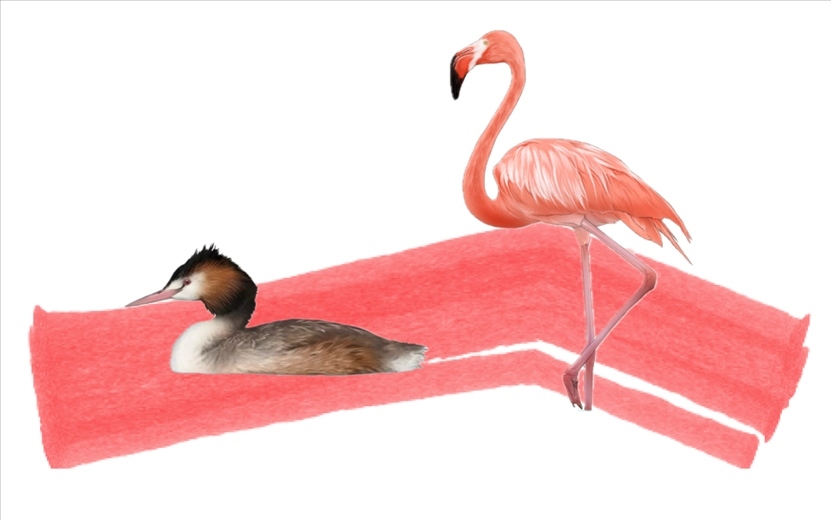 奇跡鳥類（火烈鳥總目）。浙江大學(xué)供圖