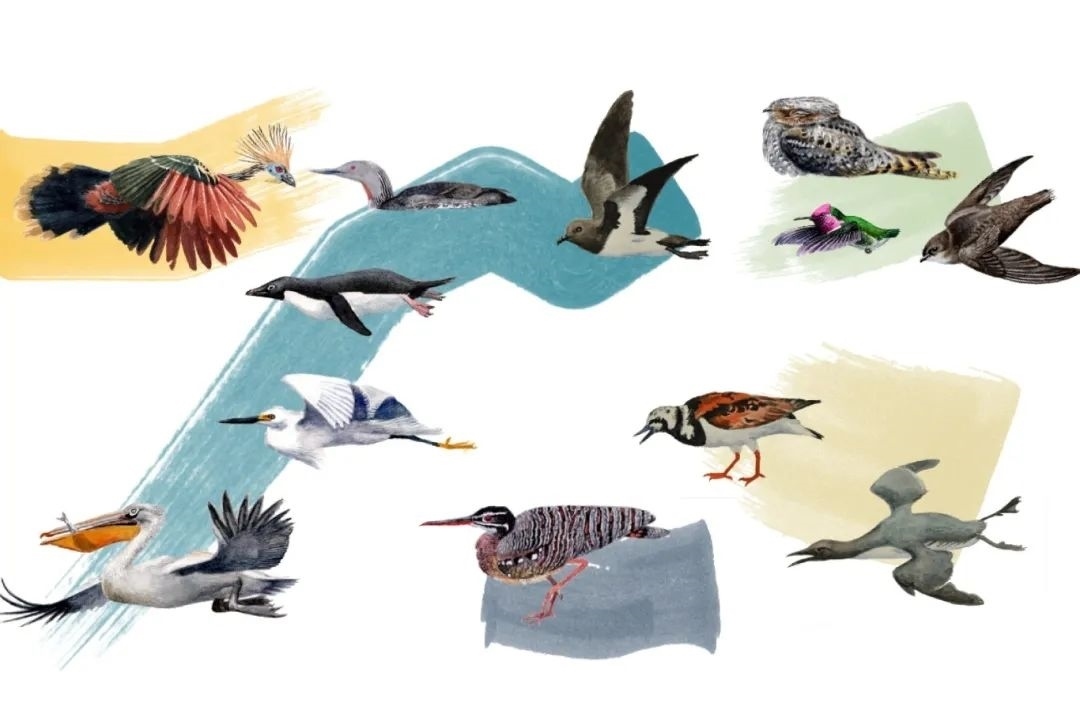 元素鳥類。浙江大學(xué)供圖