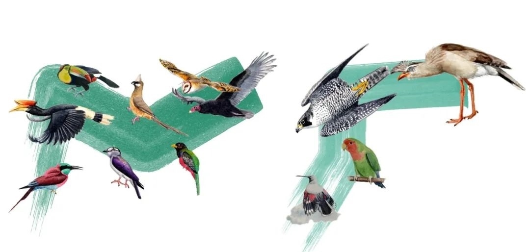 陸鳥類。浙江大學(xué)供圖