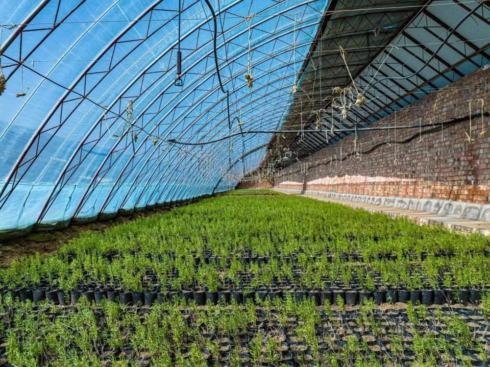 △內(nèi)蒙古一苗圃正在育苗。今年內(nèi)蒙古將投資2200萬元保障“三北”工程種苗供應(yīng)，助力打好“三北”工程攻堅(jiān)戰(zhàn)。