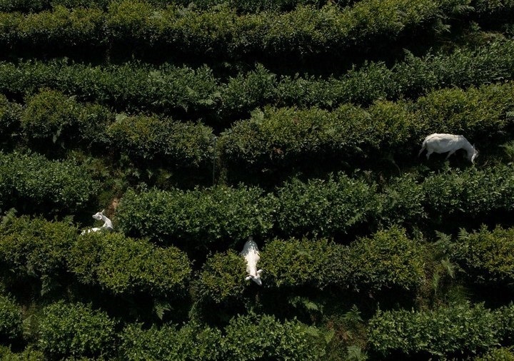 惠明茶園，養(yǎng)羊控草。供圖 共享聯(lián)盟·景寧