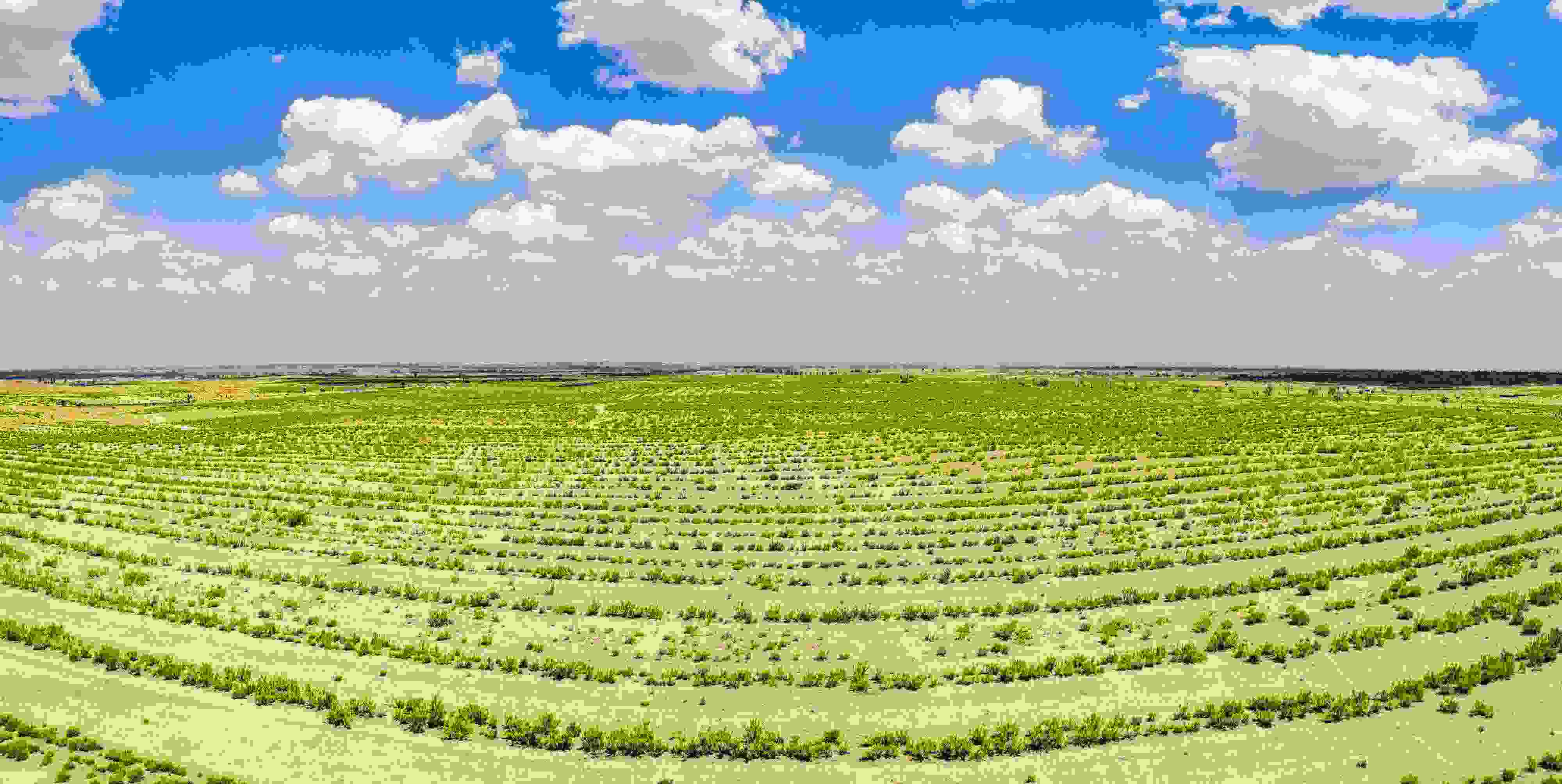 2023年6月7日，內(nèi)蒙古鄂爾多斯，毛烏素沙漠。