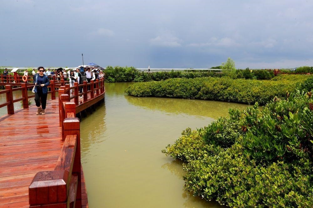 △2023年6月13日，人們在廣東湛江市麻章區(qū)金牛島觀賞紅樹林。