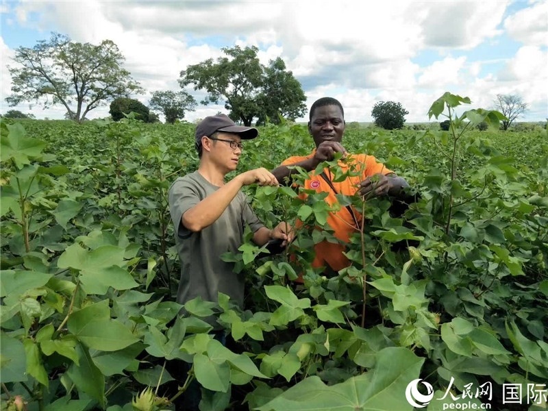 首小勇指導(dǎo)當(dāng)?shù)剞r(nóng)民種植棉花。人民網(wǎng)記者 黃培昭攝