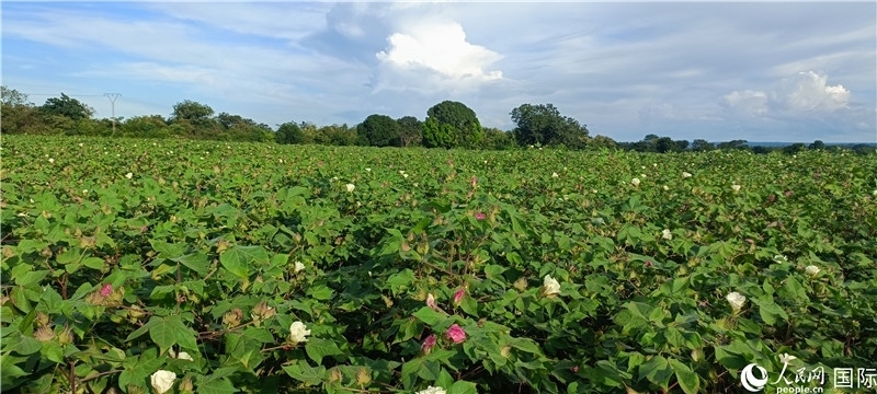 中國(guó)技術(shù)培養(yǎng)的當(dāng)?shù)孛藁ㄌ?。人民網(wǎng)記者 黃培昭攝