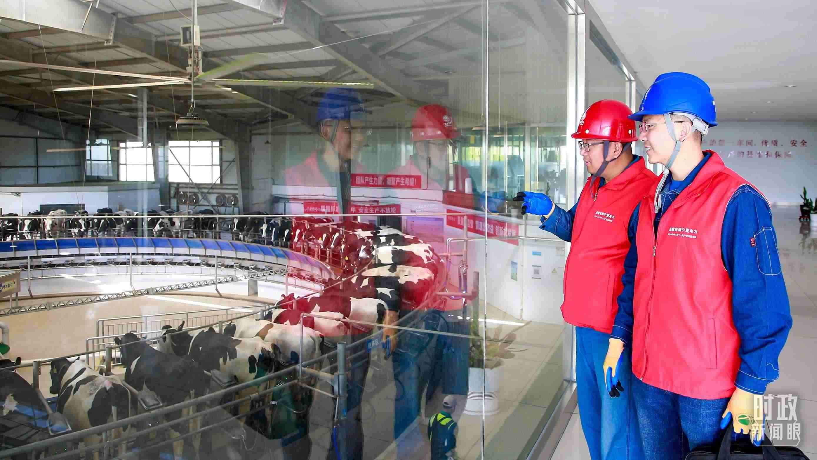  △寧夏銀川，電力員工深入奶牛養(yǎng)殖企業(yè)，助力數(shù)智化養(yǎng)殖。（圖/視覺中國）