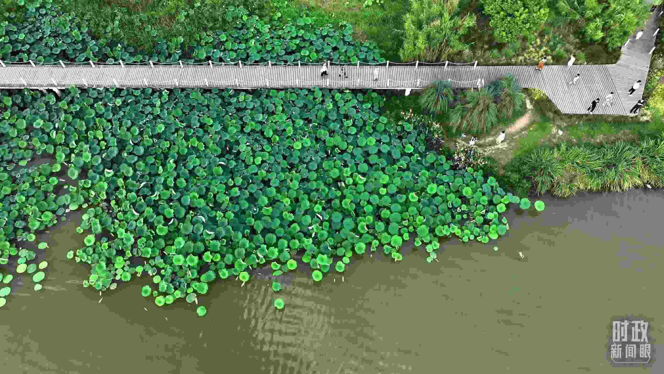 △陜西漢中天漢濕地公園內(nèi)，游人穿行，荷影婆娑。（總臺(tái)記者劉海濤拍攝）