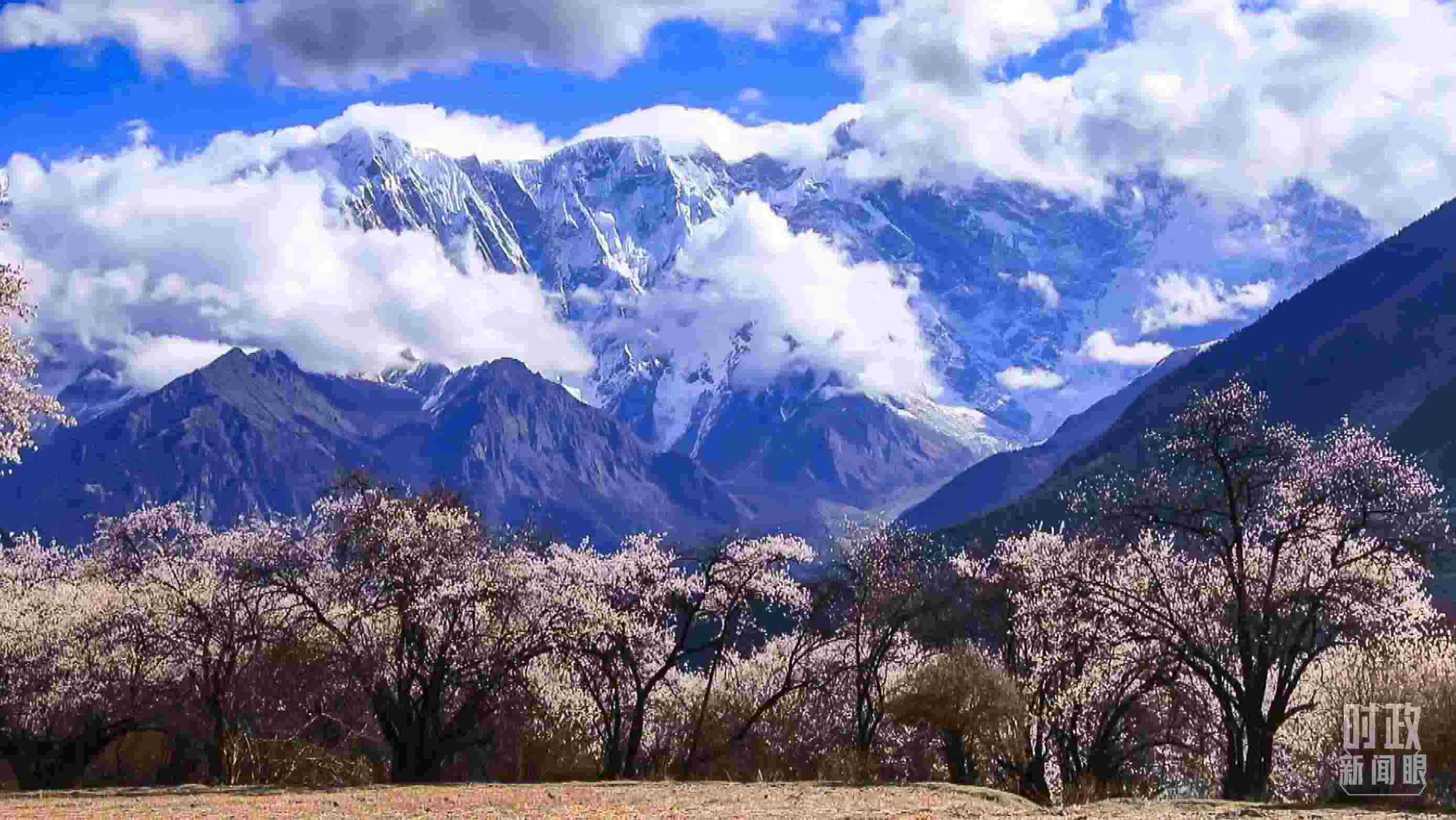 △西藏林芝。（總臺(tái)記者李旭拍攝）