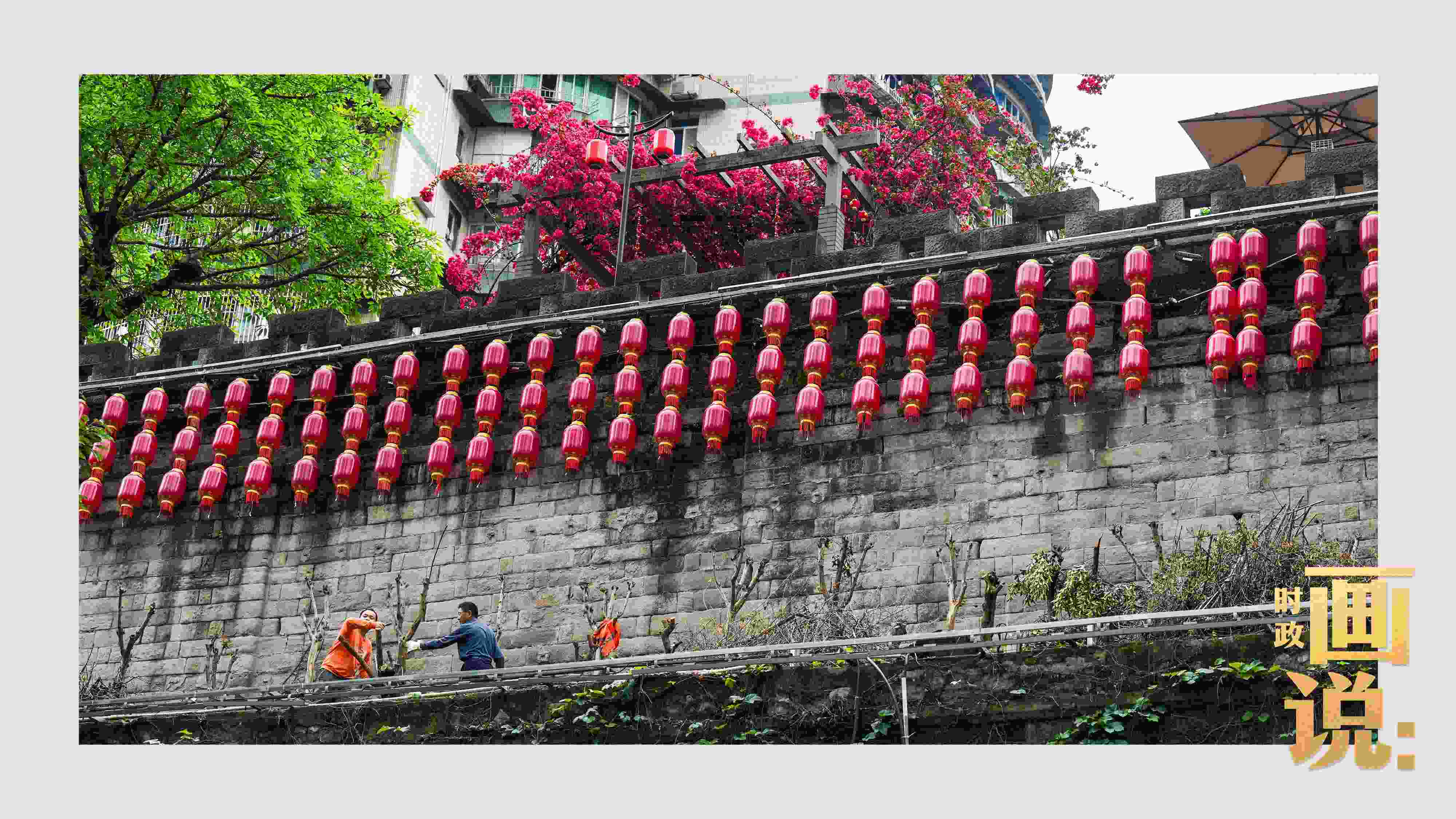 △盛放的三角梅下，園林工人修剪著古老通遠門城墻上的一抹新綠。