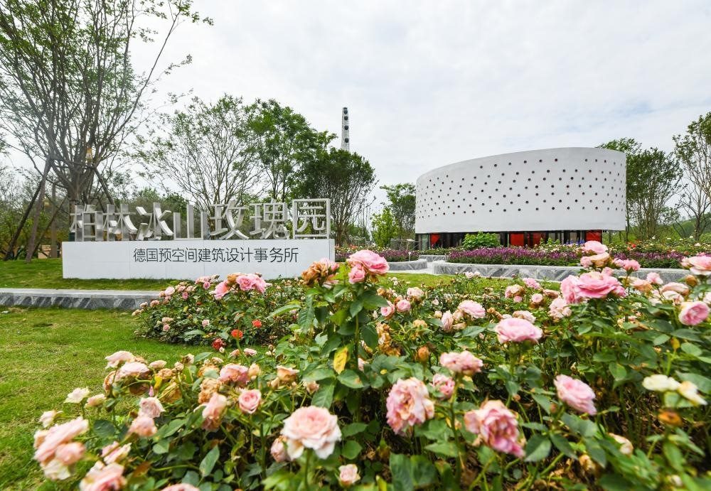 這是2024年4月22日拍攝的成都世園會(huì)主會(huì)場德國柏林冰山玫瑰園。新華社記者 王曦 攝