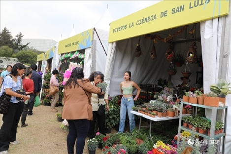 坎波·馬特活動現(xiàn)場。埃內(nèi)斯托·多明戈斯攝