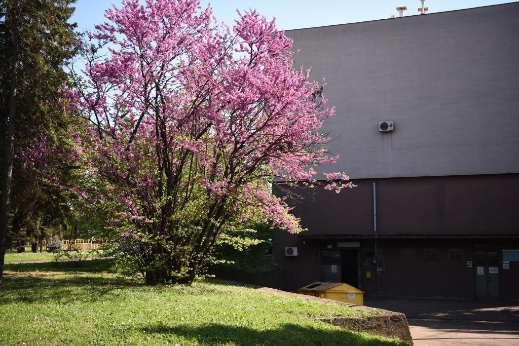 斯梅戴雷沃鋼廠里盛開(kāi)的南歐紫荊花。