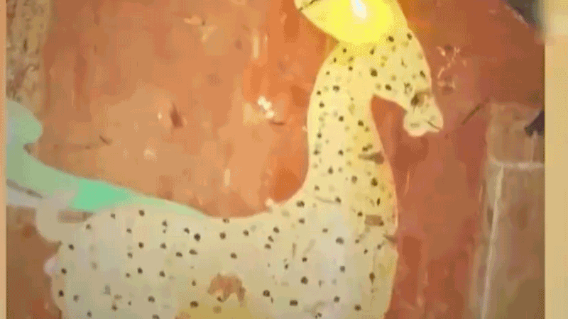 在全新技術支持下，敦煌莫高窟實現了窟內文物窟外看的新體驗。