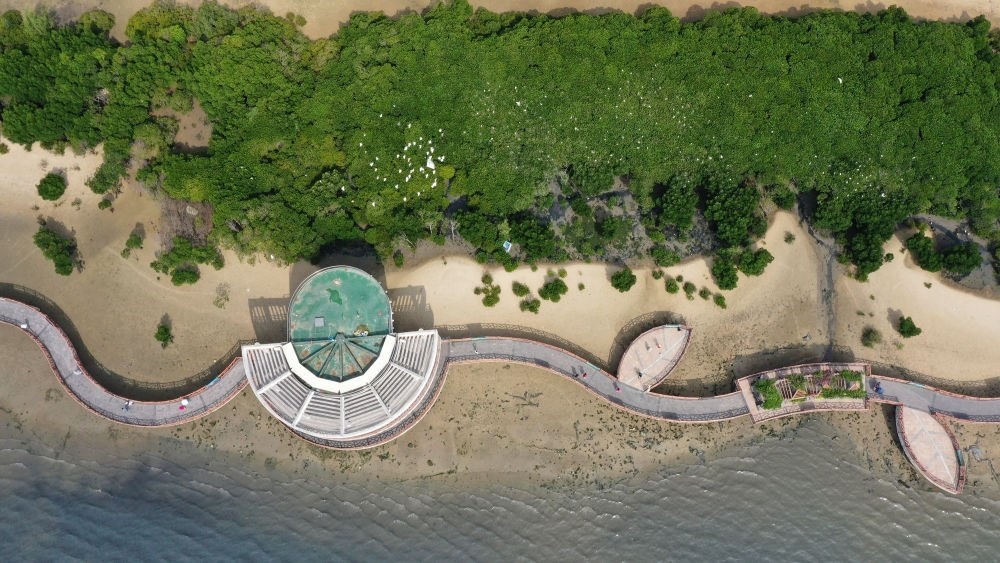 俯瞰廣東湛江市區(qū)海邊的紅樹(shù)林（2023年5月25日攝，無(wú)人機(jī)照片）。