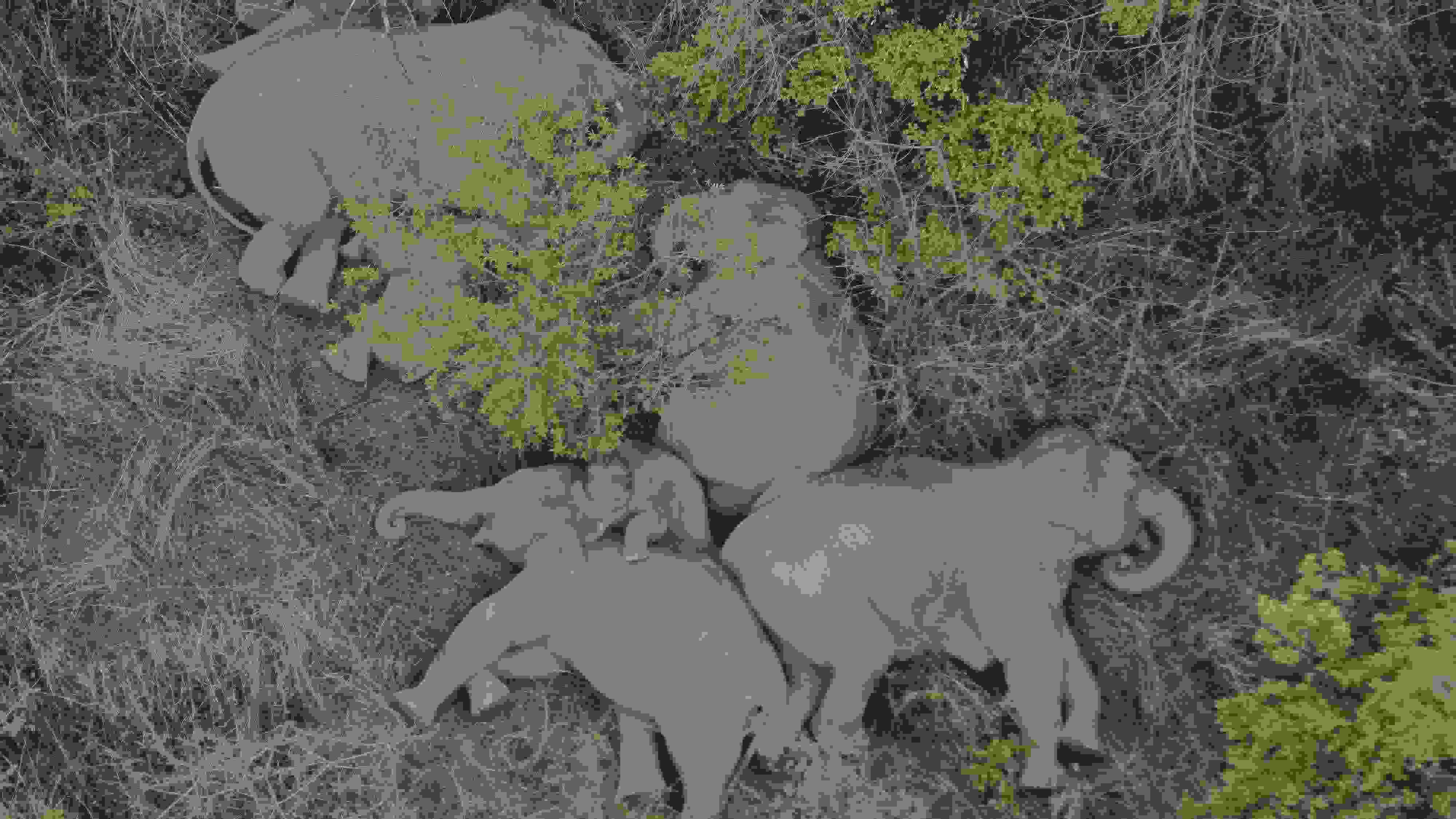 2021年6月7日，航拍顯示亞洲象群在云南省昆明市晉寧區(qū)夕陽鄉(xiāng)山林地里睡覺休息。