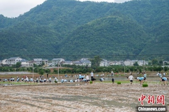 圖為5月21日，綏陽(yáng)縣旺草中學(xué)學(xué)生在旺草萬(wàn)畝大壩體驗(yàn)插秧。唐哲 攝