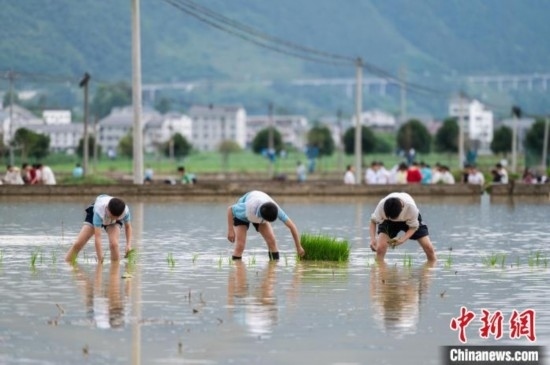 圖為5月21日，綏陽(yáng)縣旺草中學(xué)學(xué)生在旺草萬(wàn)畝大壩體驗(yàn)插秧。唐哲 攝