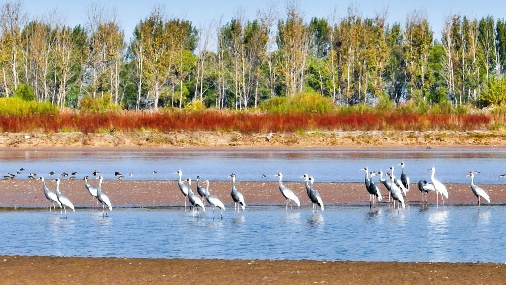 在山東黃河三角洲國家級自然保護區(qū)拍攝的白枕鶴（2022年10月18日攝）。新華社發(fā)（楊斌 攝）