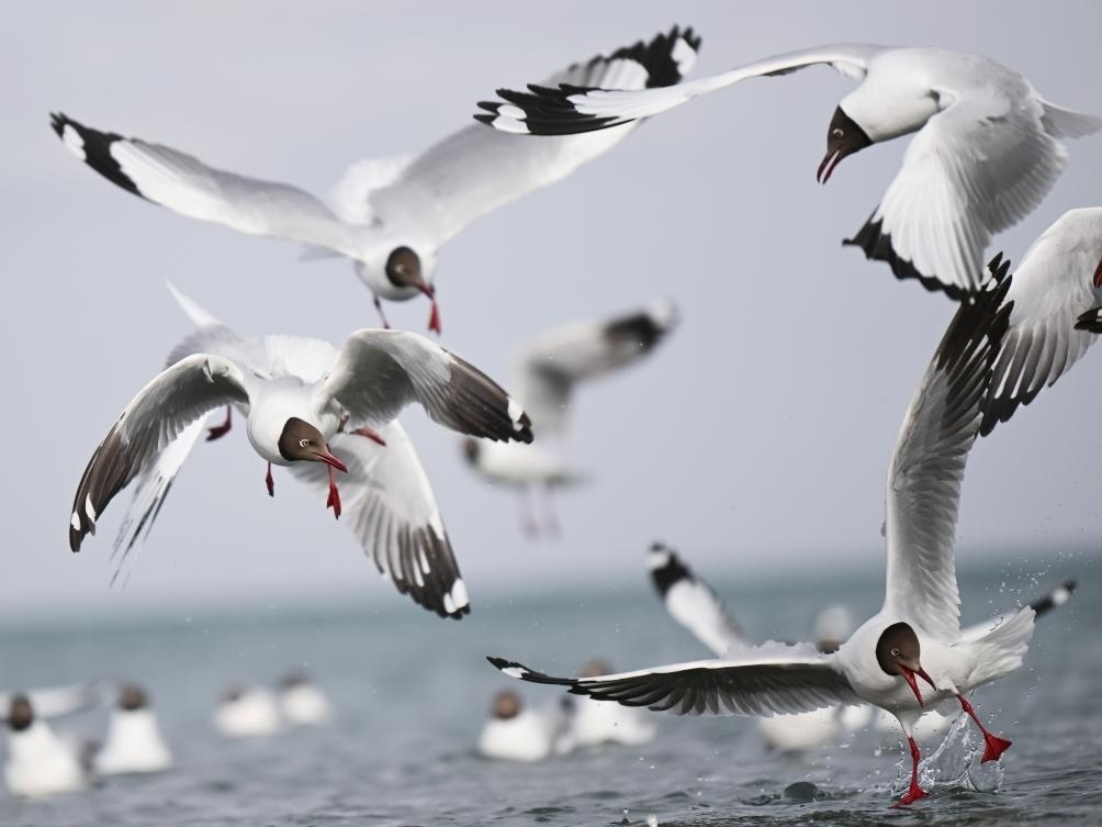 這是2023年4月13日在青海湖拍攝的棕頭鷗。新華社記者 張龍 攝