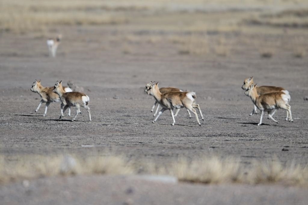 這是1月24日在青海省海北藏族自治州剛察縣哈爾蓋鎮(zhèn)境內(nèi)的草原上拍攝的普氏原羚。新華社記者 張龍 攝