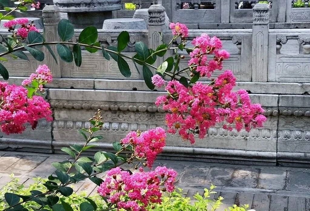 夏天的故宮一角。故宮博物院供圖