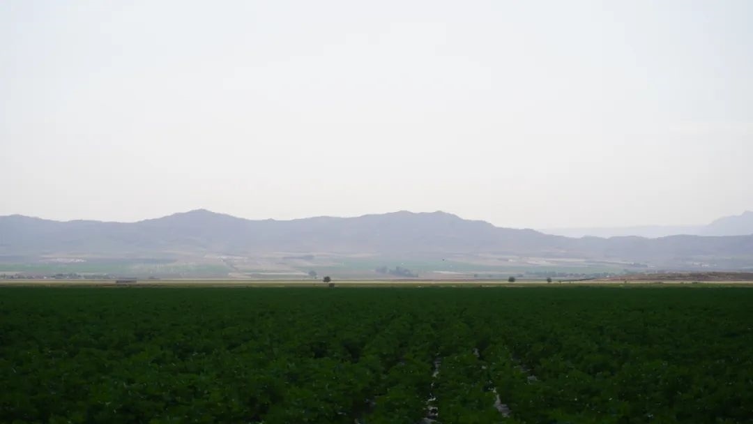 擴列孜鎮(zhèn)采用先進滴灌技術(shù)的棉田。曲頌攝