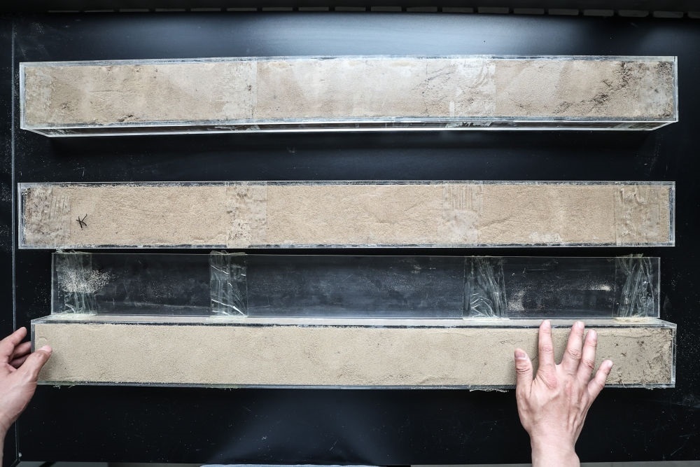 “草根博士”呂林有在遼寧省農(nóng)業(yè)科學(xué)院沙地治理與利用研究所章古臺基地實驗室整理提取的沙地土壤剖面樣本（2024年5月30日攝）。新華社記者 潘昱龍 攝