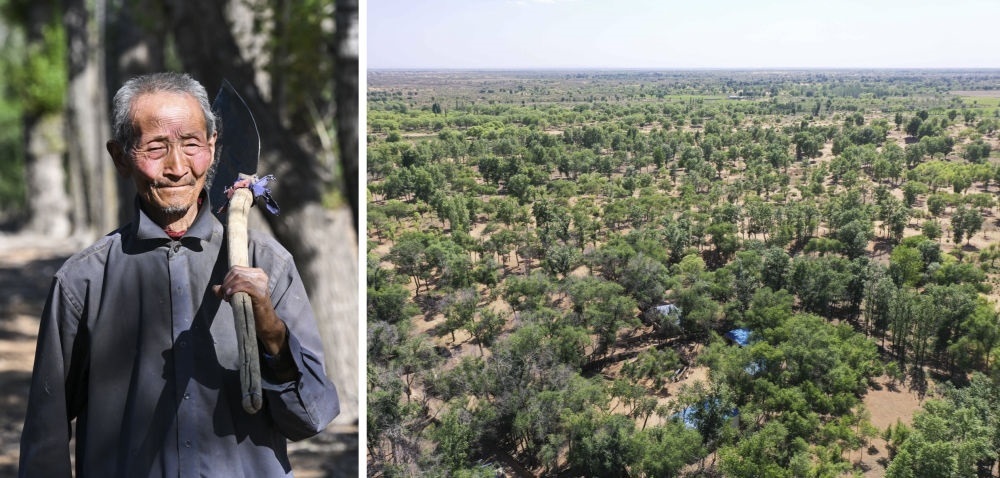 拼版照片：左圖為內(nèi)蒙古鄂托克前旗呼和陶勒蓋嘎查的牧民曹扎娃出門勞作（2023年6月14日攝）；右圖為曹扎娃的承包地（2023年6月14日攝，無人機照片）。20世紀80年代，在毛烏素沙地中，曹扎娃主動承包了2300多畝沙地。這么多年來，曹扎娃堅持種樹治沙，最終將沙地變成了林海。新華社記者 劉磊 攝