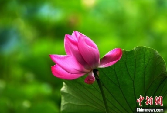 6月19日，時值一年畢業(yè)季，四川大學望江校區(qū)荷花池里的荷花盛開，成為了畢業(yè)生們的打卡圣地，吸引了眾多畢業(yè)生拍照留念。圖為盛開的荷花。中新社記者 安源 攝