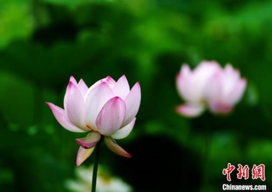 6月19日，時值一年畢業(yè)季，四川大學望江校區(qū)荷花池里的荷花盛開，成為了畢業(yè)生們的打卡圣地，吸引了眾多畢業(yè)生拍照留念。圖為盛開的荷花。中新社記者 安源 攝