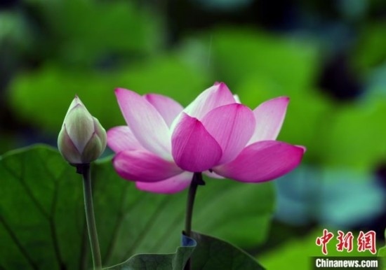 6月19日，時值一年畢業(yè)季，四川大學望江校區(qū)荷花池里的荷花盛開，成為了畢業(yè)生們的打卡圣地，吸引了眾多畢業(yè)生拍照留念。圖為盛開的荷花。中新社記者 安源 攝