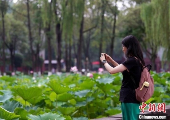 6月19日，時值一年畢業(yè)季，四川大學望江校區(qū)荷花池里的荷花盛開，成為了畢業(yè)生們的打卡圣地，吸引了眾多畢業(yè)生拍照留念。圖為畢業(yè)生在荷花池邊拍照留念。中新社記者 安源 攝