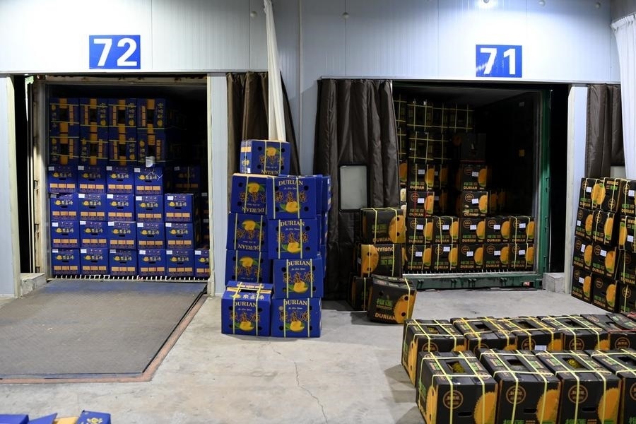 2023年9月12日在廣西憑祥友誼關(guān)口岸拍攝的等待通關(guān)的進(jìn)口榴蓮。新華社記者 曹祎銘 攝