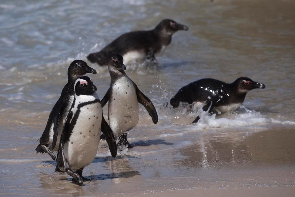 這是2021年9月29日在南非西蒙斯敦的博爾德斯海灘拍攝的捕食歸來的非洲企鵝。新華社記者 陳誠(chéng) 攝
