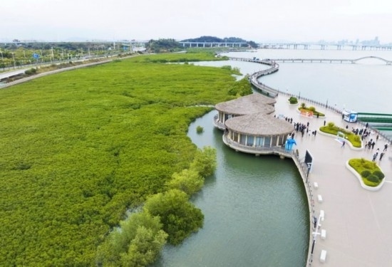 2024年1月23日拍攝的廈門市翔安區(qū)下潭尾紅樹林公園（無人機(jī)照片）。新華社記者 林善傳 攝