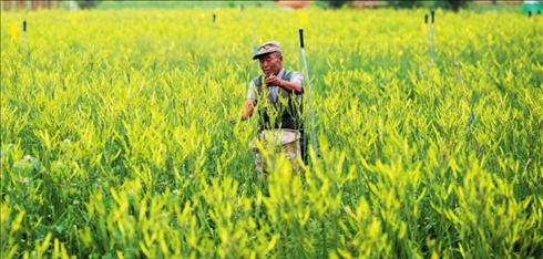 村民在位于山西省大同市云州區(qū)唐家堡村的大同黃花有機標準化種植基地內采摘黃花（資料照片）楊晨光攝 / 本刊