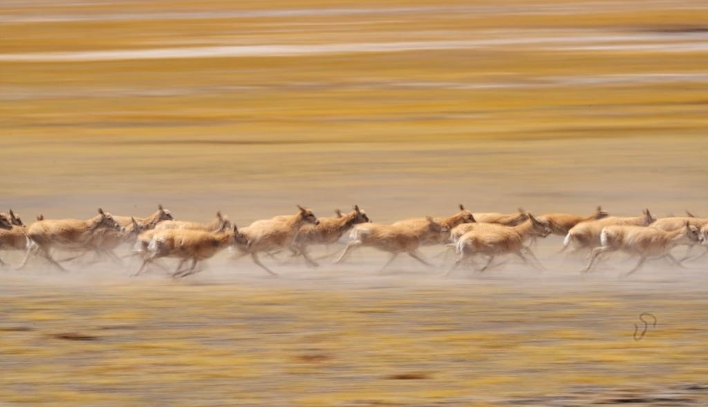 2024年6月13日，在羌塘國家級(jí)自然保護(hù)區(qū)，遷徙中的藏羚羊奔跑起來。新華社記者費(fèi)茂華攝