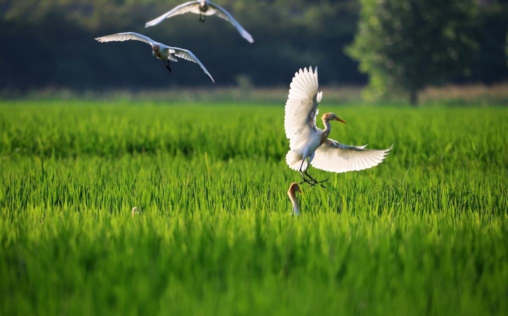 2023年8月7日，鷺鳥在山東省臨沂市郯城縣郯城街道水稻田間飛舞。新華社發(fā)（張春雷 攝）