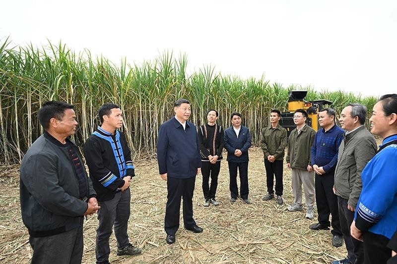 2023年12月14日，習(xí)近平總書(shū)記在廣西來(lái)賓市國(guó)家現(xiàn)代農(nóng)業(yè)產(chǎn)業(yè)園黃安優(yōu)質(zhì)“雙高”糖料蔗基地考察時(shí)，同蔗農(nóng)、農(nóng)機(jī)手和農(nóng)技人員親切交流。