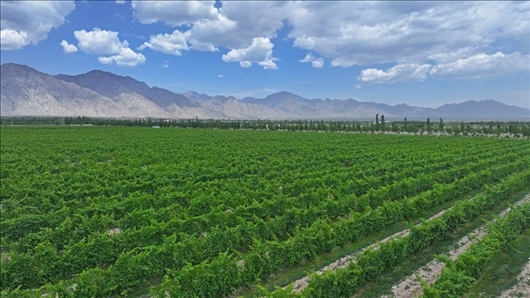 閩寧從荒蕪貧瘠的荒灘戈壁變成了如今的片片綠洲。