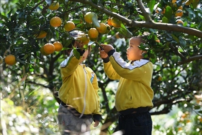 貴州黃平縣小朋友在校外勞動(dòng)實(shí)踐基地采摘柑橘。