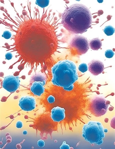 用氯化鈉處理的高活性CD8 T細(xì)胞（紫色），與未經(jīng)處理的細(xì)胞（藍色）相比，其抗腫瘤能力更強，能夠顯著損傷腫瘤細(xì)胞（紅色）。圖片來源：德國耶拿弗里德里?！は沾髮W(xué)